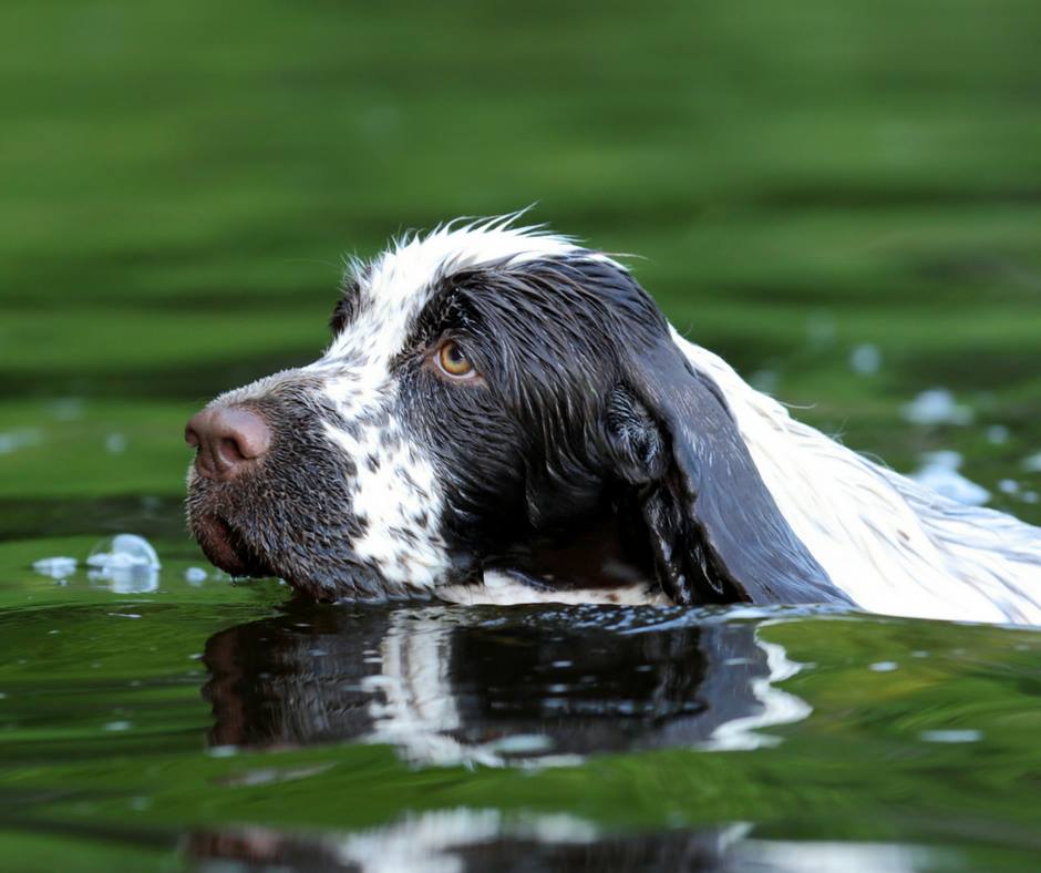 Bañar a tu perro en estanques puede ser mortal