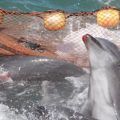 Caza de delfines