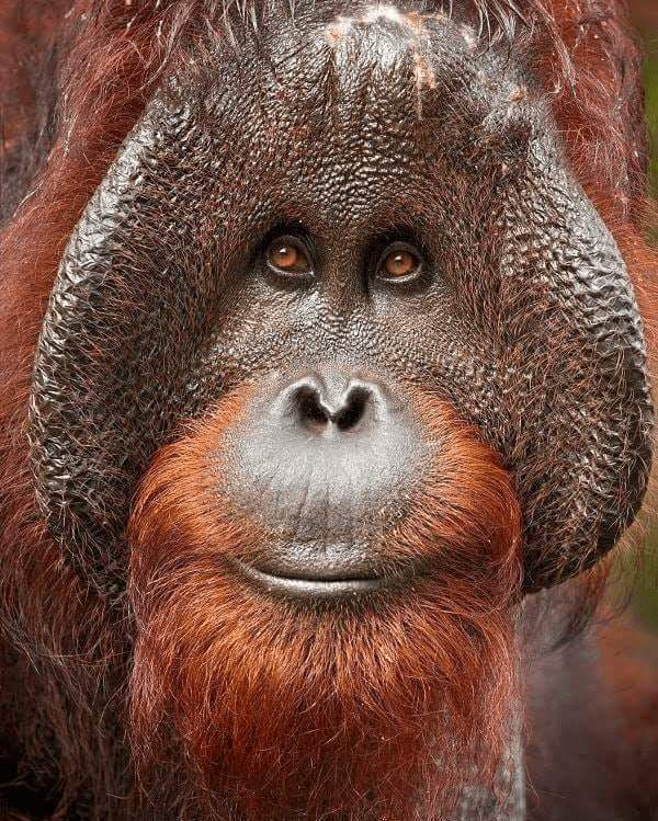 orangutan de borneo.foto de Milan Zygmunt