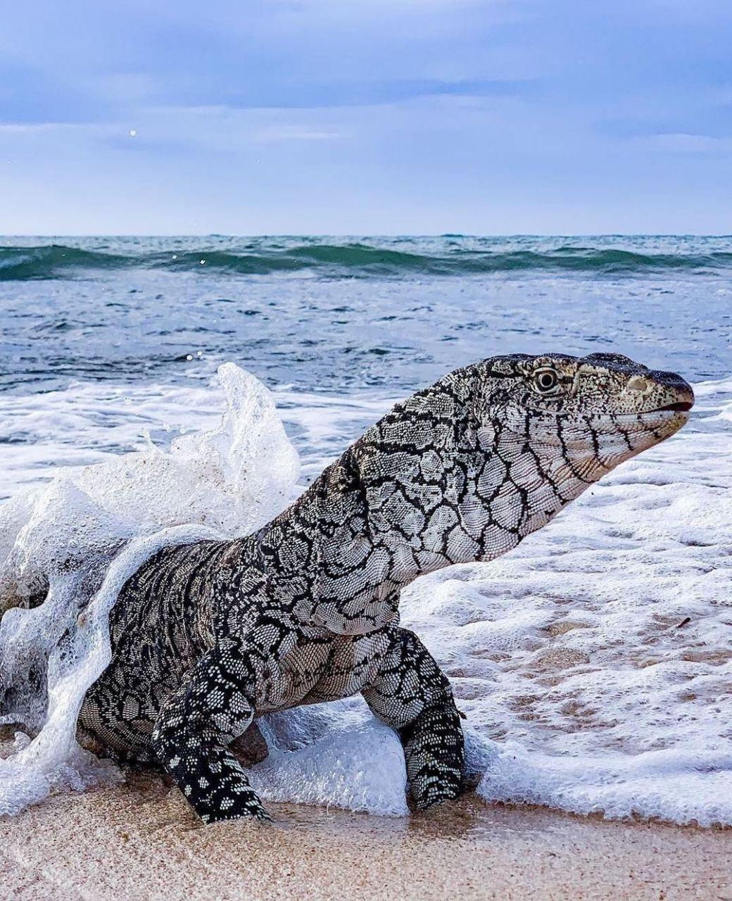 Varano, reptil en Australia. FOTO de adventuresofbluecrost