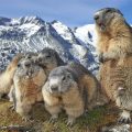 Familia de marmotas. Foto de Michael Schober
