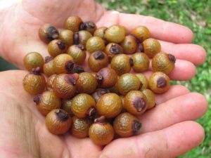 Semillas del árbol del jabón o Sapindus mukorossi.